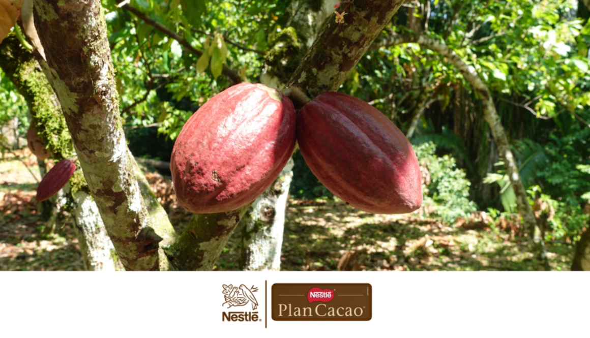 Plan Cacao - 2 mil productores beneficiados y 1 millón de nuevas plantas de cacao