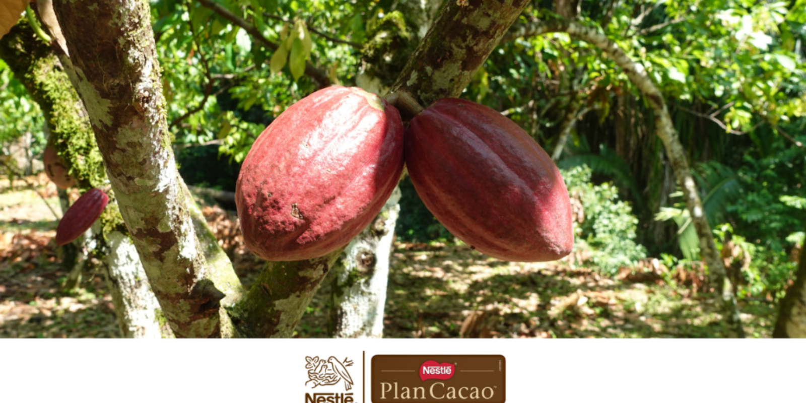 Plan Cacao - 2 mil productores beneficiados y 1 millón de nuevas plantas de cacao